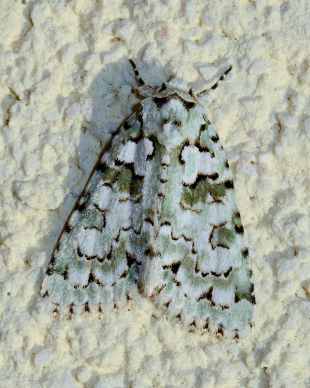 Noctuidae Nyctobrya (Bryopsis) muralis